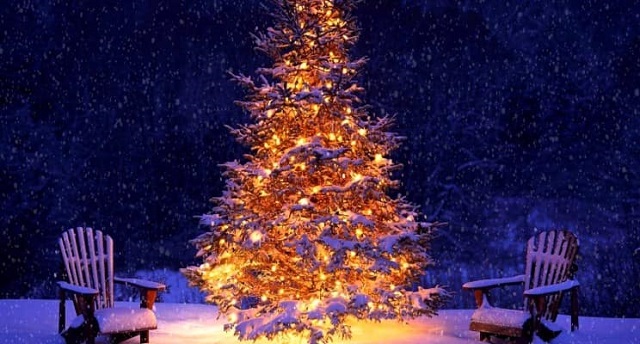 Christmas Tree Pics